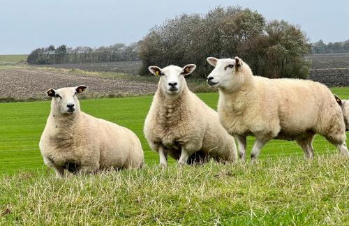 Reetkate Kaltenhoern - Foto 23