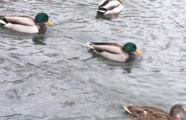 Greencastle - Foto 25