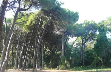 Giuliana's house by the sea in Tuscany - Foto 60