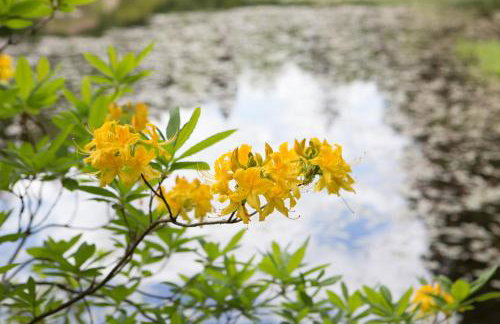 The Bungalow - Photo 21