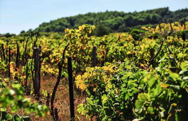Excursion à Lumbarda à vélo + Dégustation de vins - Photo 7