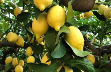 Pucaré Apartments - Foto 11