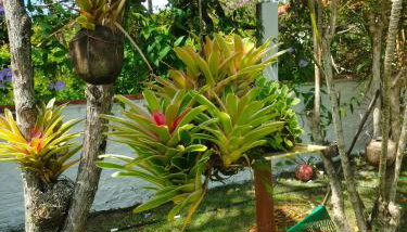 Cantinho da Paz - Foto 5, Garden view
