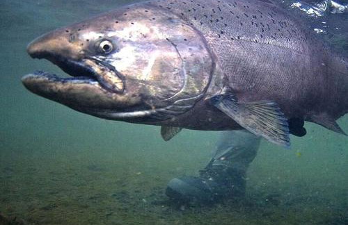 Riverfront Cabin Rental with All Meals Included inside Katmai National Park on the Alagnak Wild River, Alaska - Foto 27