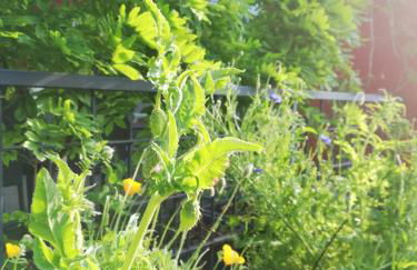 Bertha´s Home - Foto 19