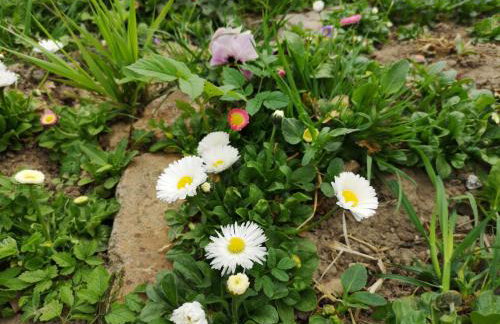 Mazurski Staw - Foto 54