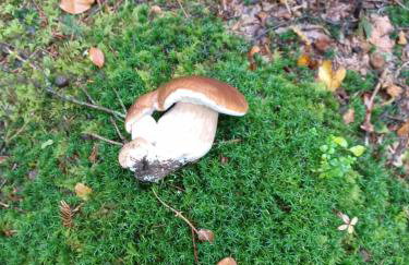 Zimski san - Foto 61