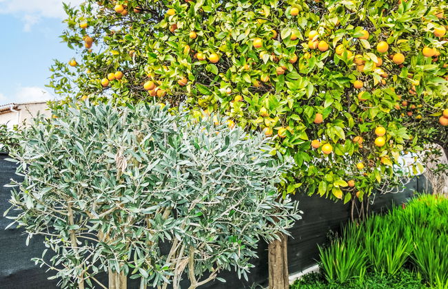 Mont des oiseaux - Photo 14