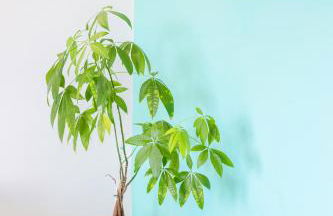 Marescala vacation - Casa Vesuvia - Photo 23