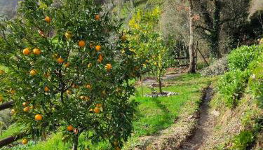 A Casa da Japoneira CB - Foto 3