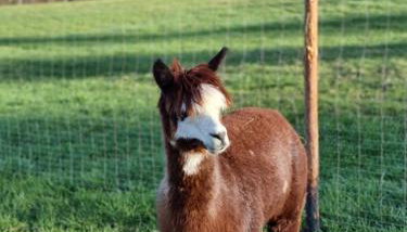 Lipa pod groniem - Photo 4