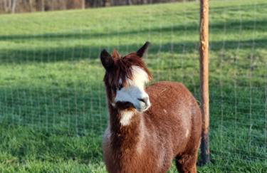 Lipa pod groniem - Photo 4