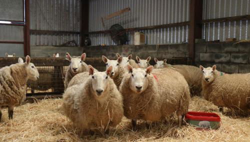 Cob Cottage - Foto 3