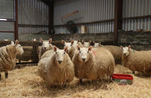 Cob Cottage - Photo 3