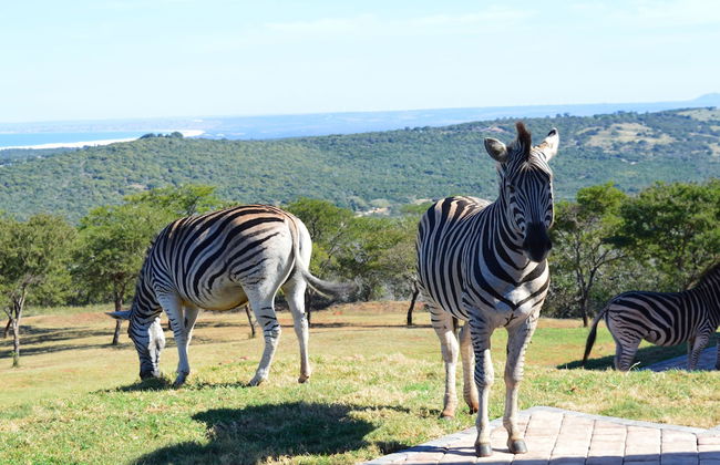 JBay Zebra Lodge - Photo 75