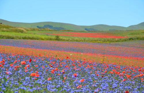 Agriturismo Le Castellare - Foto 45