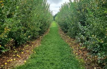 Shiners Hideaway - Cozy Cabin with Trails & Family Memories - Foto 43