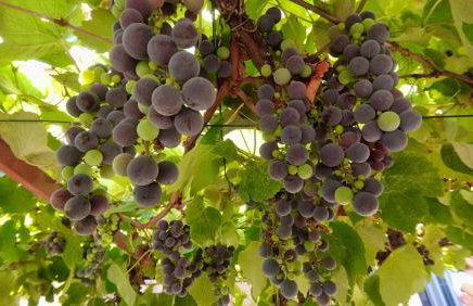 Apartman Dolores - Foto 14