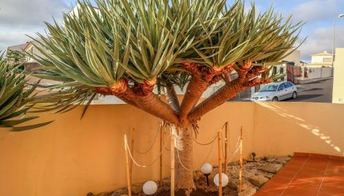 O DRAGOEIRO da Madalena! - Foto 2