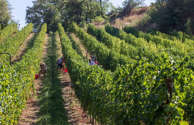 Trere Agriturismo - Photo 68