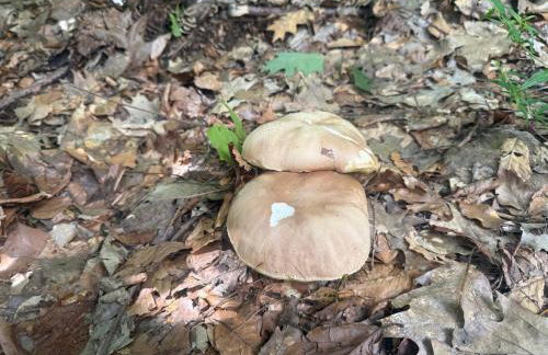 Chatka na Skraju Lasu - Foto 25