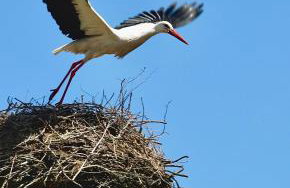 Jak Tu Ładnie - wyjątkowe miejsce z atrakcjami na rodzinny wypoczynek nad jeziorem, Mazury - Foto 48