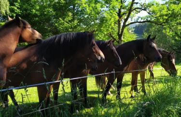 La maison D'Orée - Foto 26