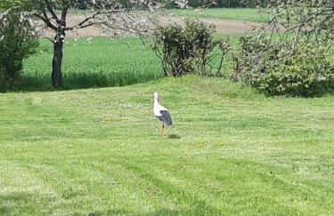 Ferienwohnung Storchennest - Foto 33