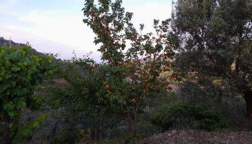 Villa Mattia - Foto 3