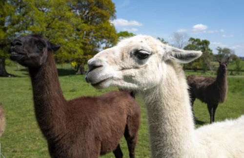 Little Underhill - Photo 54