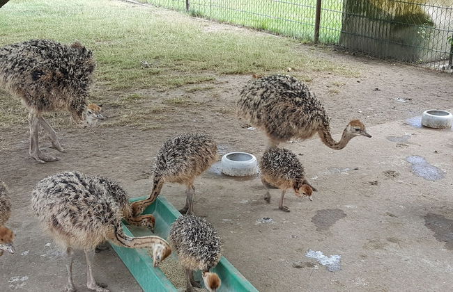 Haus Waldidyll am See 1 - Foto 38