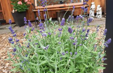 Ferienhaus Leon mit Sauna - Foto 12