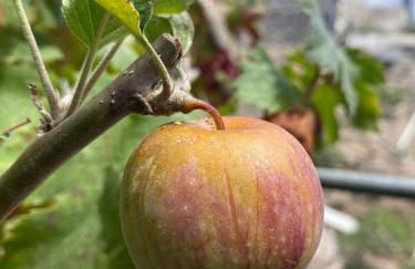 CASA rural DOLORES en Adeje - Foto 42