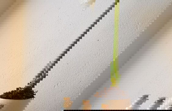 De Kombuys Estate - Foto 51