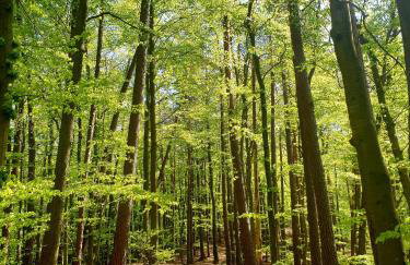 Siedlisko pod Aniołem - Foto 69