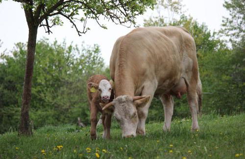 Biohof Liebhart - Photo 10