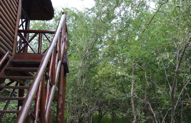 Lion Tree Bush Lodge - Foto 38