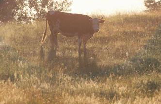 Stara Stolarnia - Foto 28