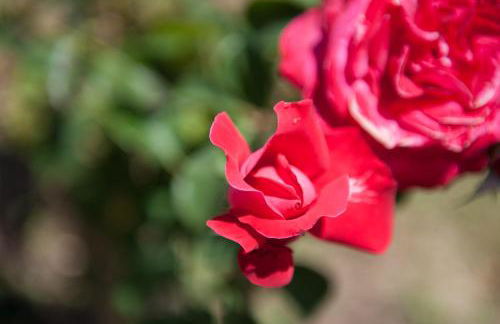 OLIVES Estate APARTMENTS Grande - Foto 32