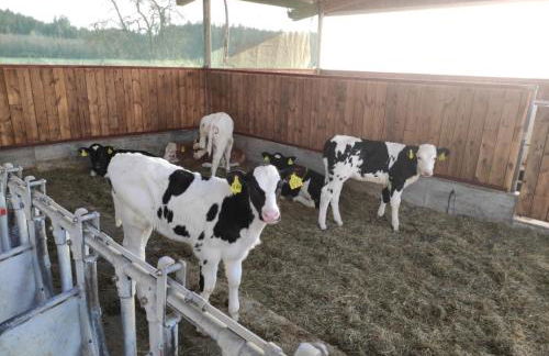 Ferienhof Broger FeWo Bergblickle mit Pool - Foto 53