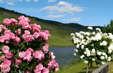 Ferienwohnungen und Gästezimmer Peter Busch - Foto 18
