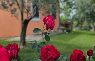 Il giardino delle rose - Foto 11