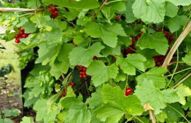 Ferienhaus an der Brunnenaue 4 Sterne, E-Ladestation am Haus, Wlan, Netflix, Garten - Foto 58