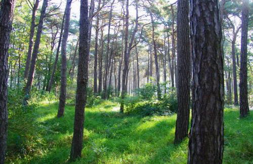 Ferienhaus Ostseedüne Glowe - Rügen - Foto 36
