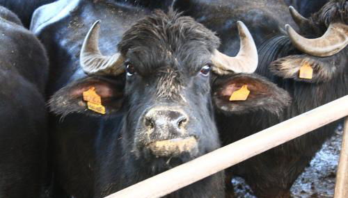 PrimeQuerce Agriturismo - Foto 5