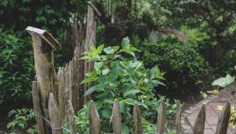 Ferienwohnung Traudl - Foto 5, Garden view