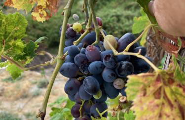 Algarrobo Azul - Photo 38