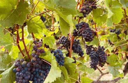 Nähe Mainz - Ferienwohnung - Apartment Breivogel in Wörrstadt - Foto 27