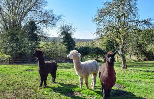 Alpaca Lodge - Photo 12