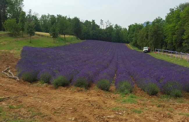 Spacious Hillstay, Piedmont - Foto 35